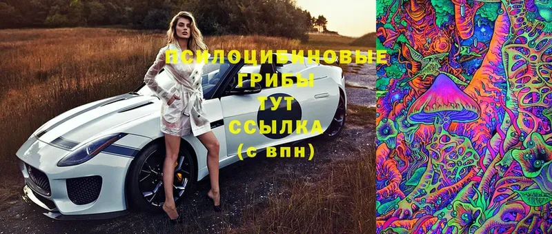 Галлюциногенные грибы Psilocybe  наркотики  Надым 